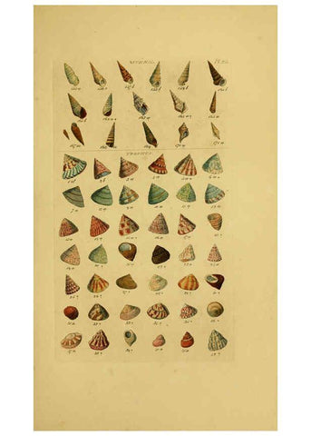 Reproducción/Reproduction 6073226358: Index testaceologicus London,Willis and Sotheran,1856