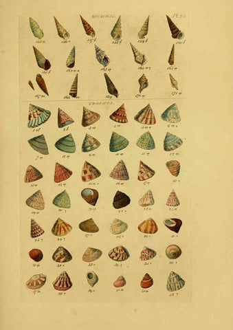 Reproducción/Reproduction 6073226358: Index testaceologicus London,Willis and Sotheran,1856