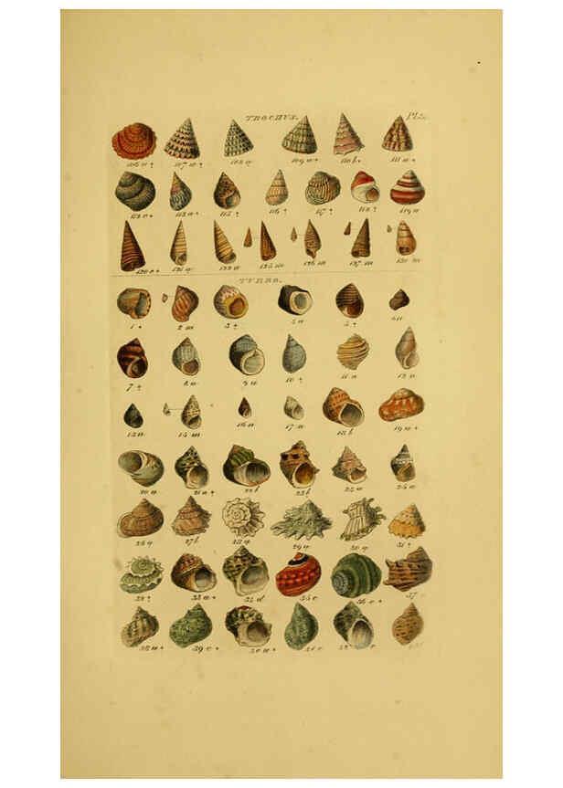 Reproducción/Reproduction 6073226776: Index testaceologicus London,Willis and Sotheran,1856