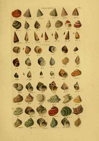 Reproducción/Reproduction 6073226776: Index testaceologicus London,Willis and Sotheran,1856