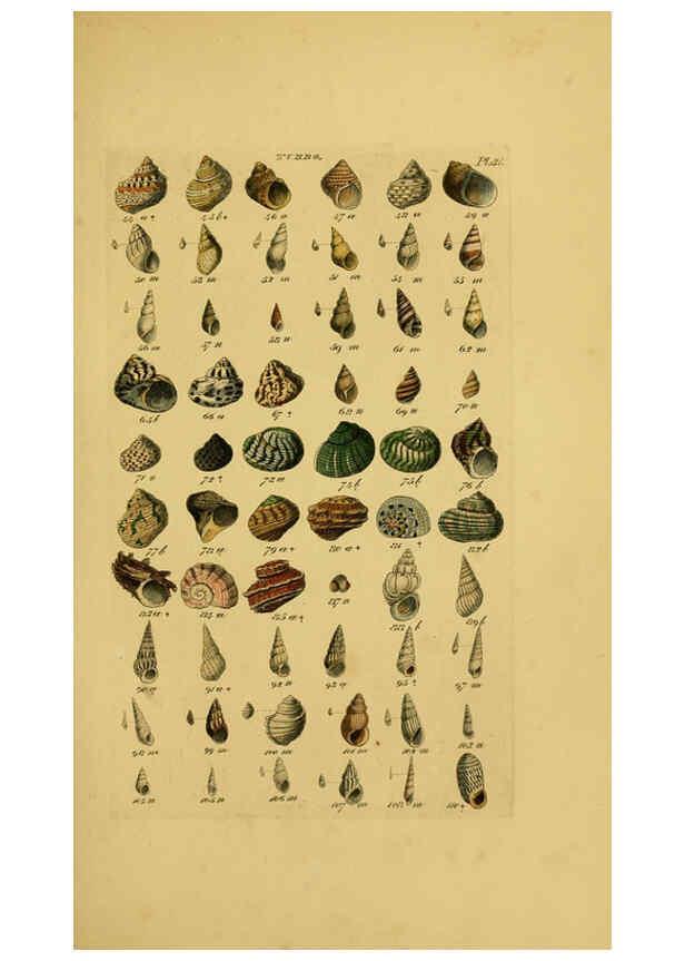 Reproducción/Reproduction 6073227112: Index testaceologicus London,Willis and Sotheran,1856