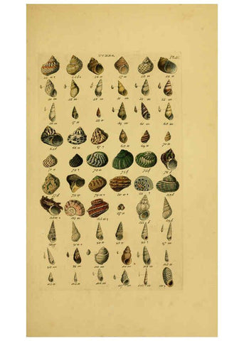 Reproducción/Reproduction 6073227112: Index testaceologicus London,Willis and Sotheran,1856