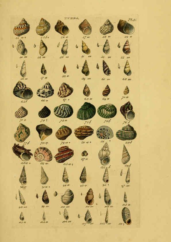 Reproducción/Reproduction 6073227112: Index testaceologicus London,Willis and Sotheran,1856