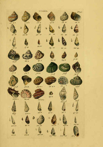Reproducción/Reproduction 6073227112: Index testaceologicus London,Willis and Sotheran,1856