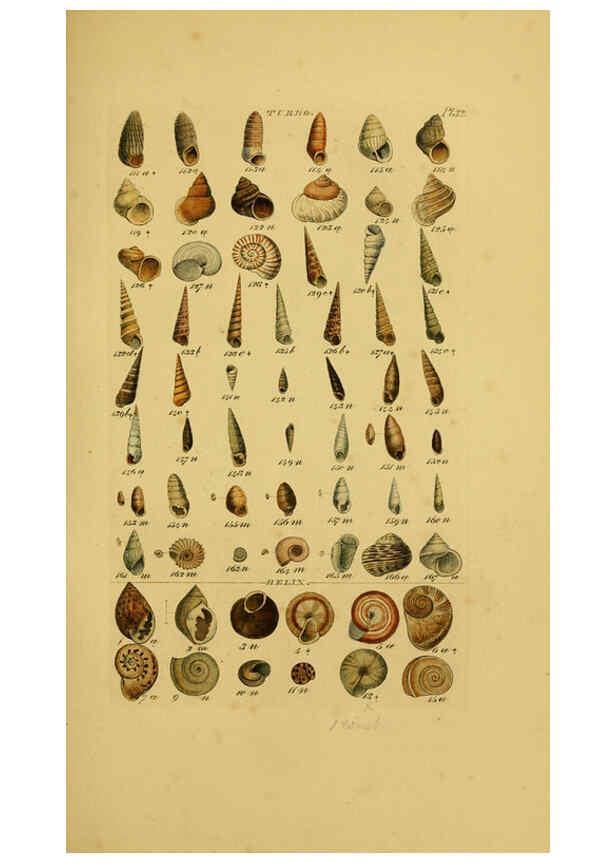 Reproducción/Reproduction 6073227444: Index testaceologicus London,Willis and Sotheran,1856