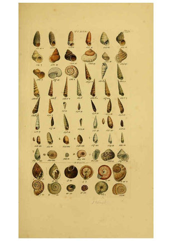 Reproducción/Reproduction 6073227444: Index testaceologicus London,Willis and Sotheran,1856