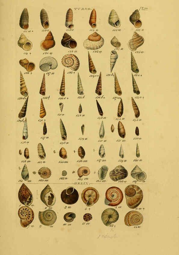 Reproducción/Reproduction 6073227444: Index testaceologicus London,Willis and Sotheran,1856