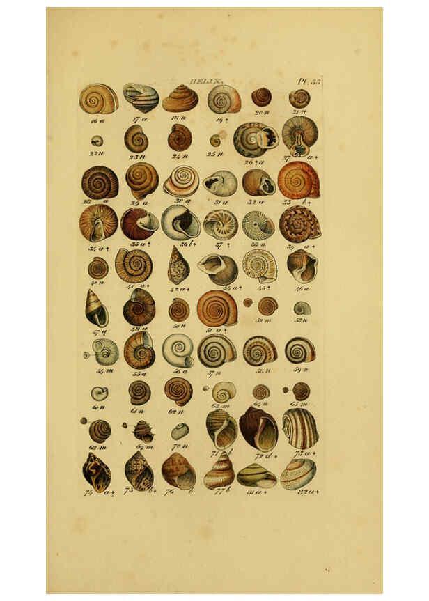 Reproducción/Reproduction 6072686285: Index testaceologicus London,Willis and Sotheran,1856
