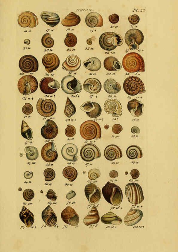 Reproducción/Reproduction 6072686285: Index testaceologicus London,Willis and Sotheran,1856