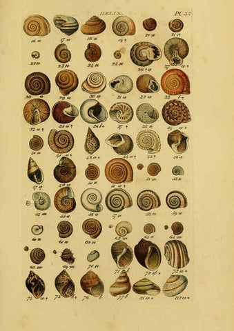 Reproducción/Reproduction 6072686285: Index testaceologicus London,Willis and Sotheran,1856