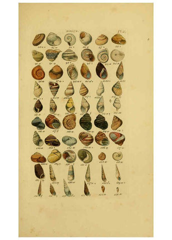 Reproducción/Reproduction 6072686581: Index testaceologicus London,Willis and Sotheran,1856