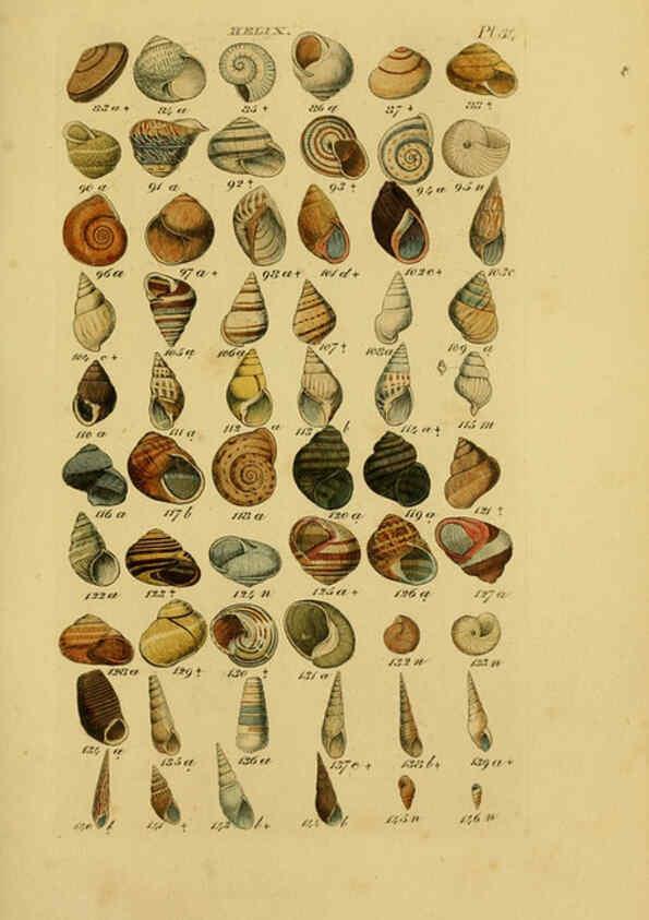 Reproducción/Reproduction 6072686581: Index testaceologicus London,Willis and Sotheran,1856