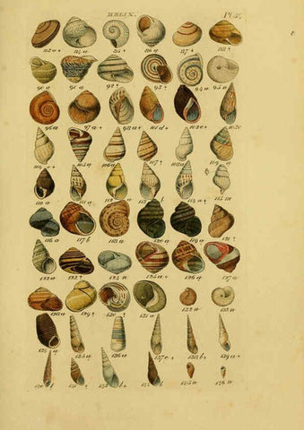 Reproducción/Reproduction 6072686581: Index testaceologicus London,Willis and Sotheran,1856