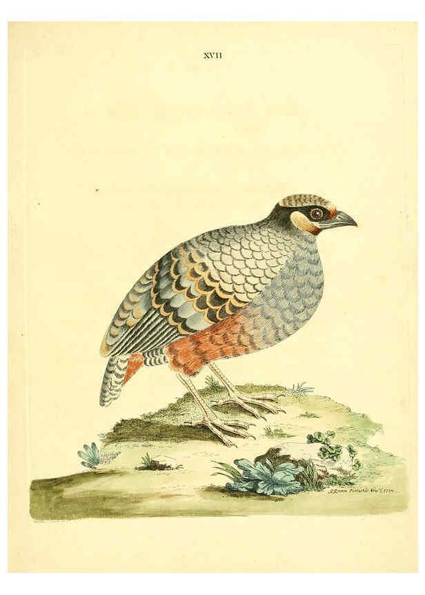 Reproducción/Reproduction 6072744019: Nouvelles illustrations de zoologie A Londres :Imprimé pour B. White ...,1776