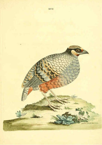 Reproducción/Reproduction 6072744019: Nouvelles illustrations de zoologie A Londres :Imprimé pour B. White ...,1776