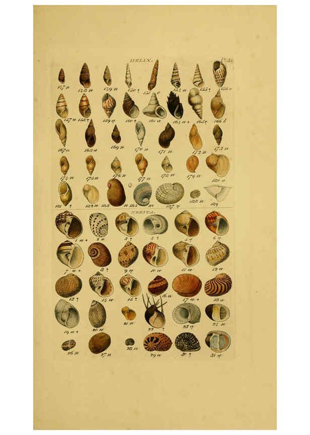 Reproducción/Reproduction 6072686897: Index testaceologicus London,Willis and Sotheran,1856