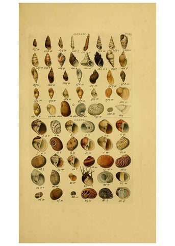 Reproducción/Reproduction 6072686897: Index testaceologicus London,Willis and Sotheran,1856