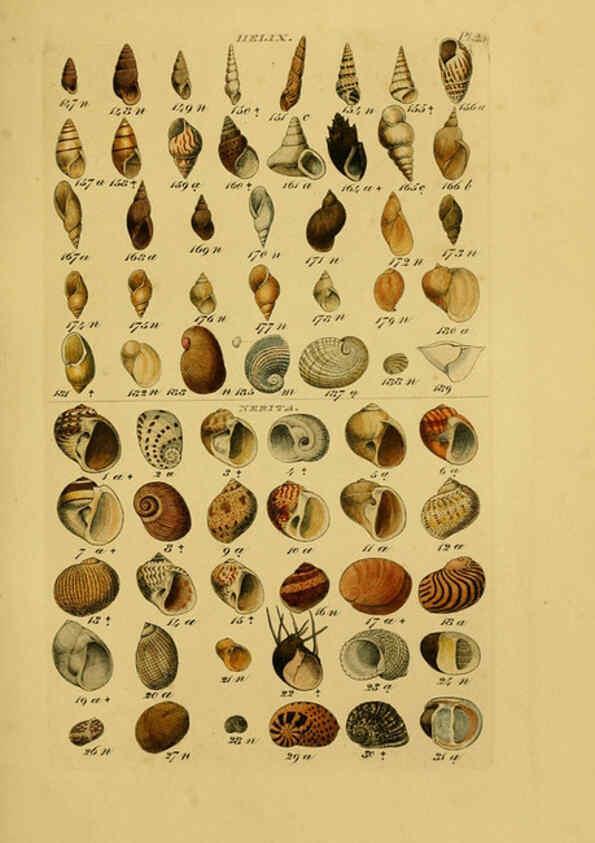 Reproducción/Reproduction 6072686897: Index testaceologicus London,Willis and Sotheran,1856