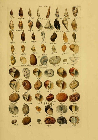 Reproducción/Reproduction 6072686897: Index testaceologicus London,Willis and Sotheran,1856
