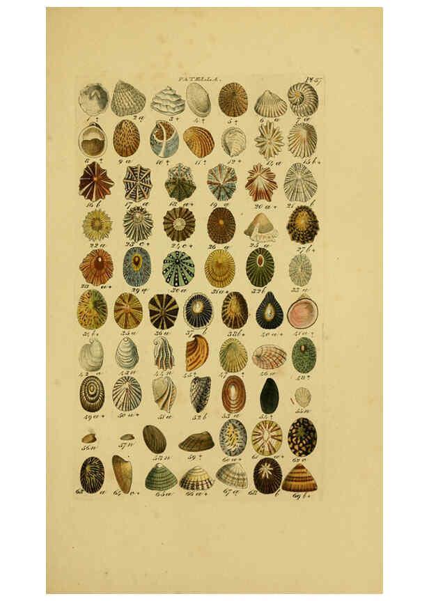 Reproducción/Reproduction 6073229220: Index testaceologicus London,Willis and Sotheran,1856