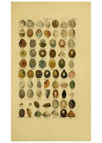 Reproducción/Reproduction 6073229220: Index testaceologicus London,Willis and Sotheran,1856