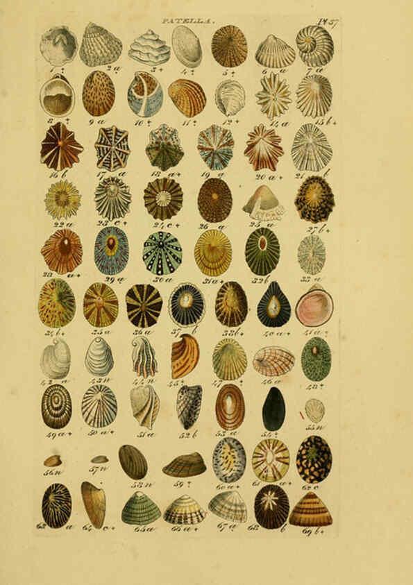 Reproducción/Reproduction 6073229220: Index testaceologicus London,Willis and Sotheran,1856