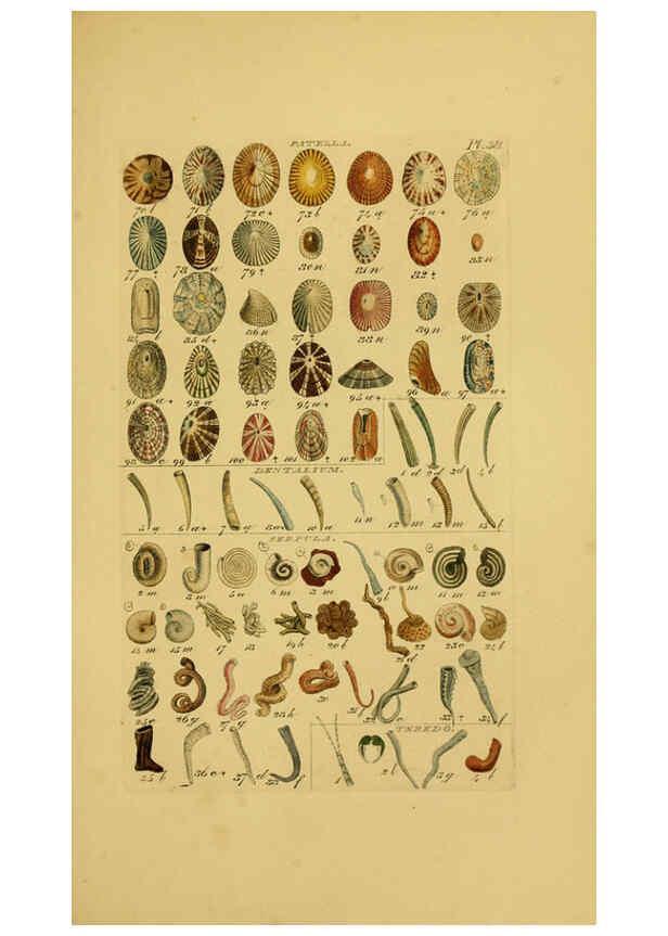 Reproducción/Reproduction 6073229552: Index testaceologicus London,Willis and Sotheran,1856