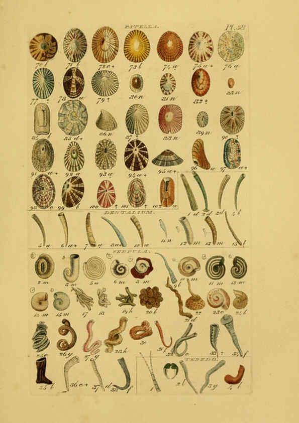 Reproducción/Reproduction 6073229552: Index testaceologicus London,Willis and Sotheran,1856