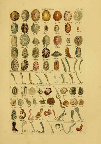 Reproducción/Reproduction 6073229552: Index testaceologicus London,Willis and Sotheran,1856