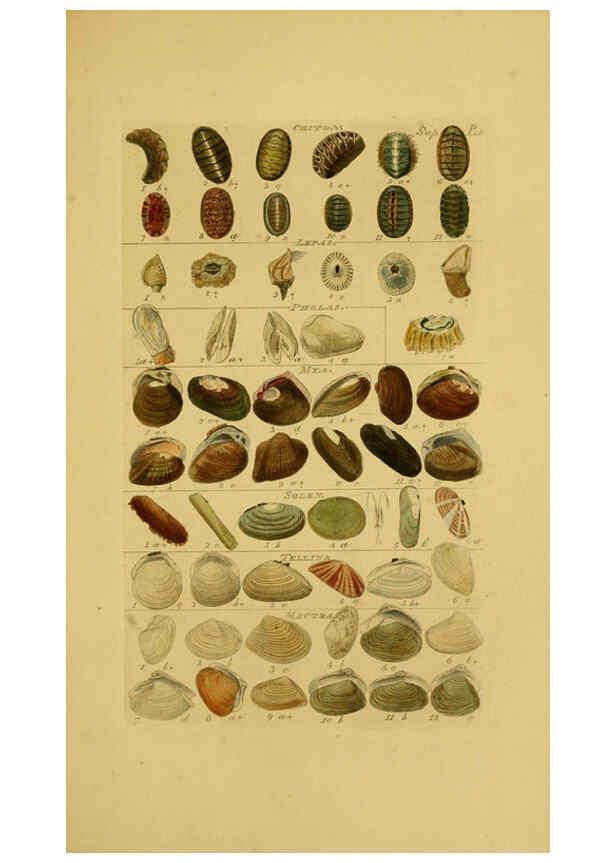 Reproducción/Reproduction 6072688265: Index testaceologicus London,Willis and Sotheran,1856