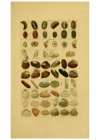 Reproducción/Reproduction 6072688265: Index testaceologicus London,Willis and Sotheran,1856