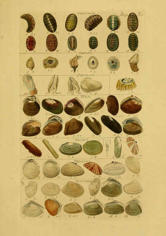 Reproducción/Reproduction 6072688265: Index testaceologicus London,Willis and Sotheran,1856
