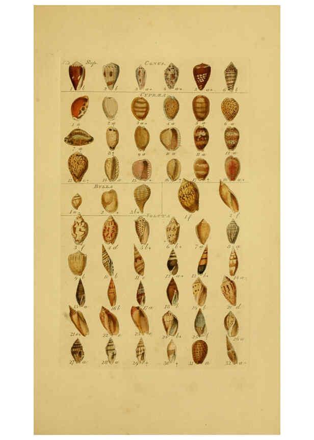 Reproducción/Reproduction 6072688769: Index testaceologicus London,Willis and Sotheran,1856