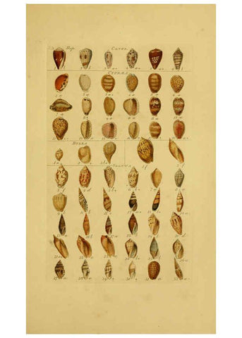 Reproducción/Reproduction 6072688769: Index testaceologicus London,Willis and Sotheran,1856
