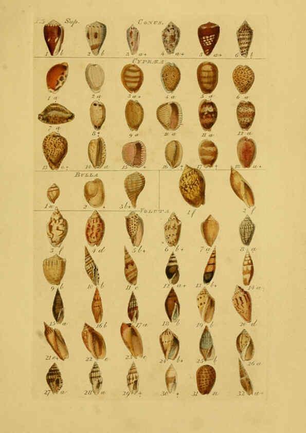 Reproducción/Reproduction 6072688769: Index testaceologicus London,Willis and Sotheran,1856