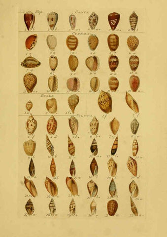 Reproducción/Reproduction 6072688769: Index testaceologicus London,Willis and Sotheran,1856