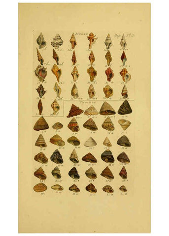 Reproducción/Reproduction 6073230724: Index testaceologicus London,Willis and Sotheran,1856