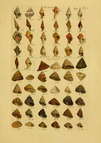 Reproducción/Reproduction 6073230724: Index testaceologicus London,Willis and Sotheran,1856
