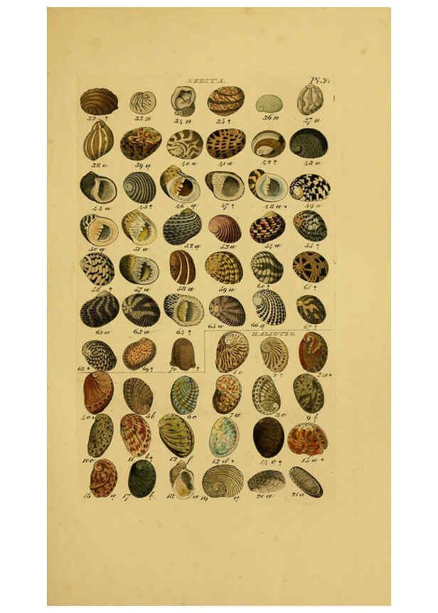 Reproducción/Reproduction 6072687183: Index testaceologicus London,Willis and Sotheran,1856
