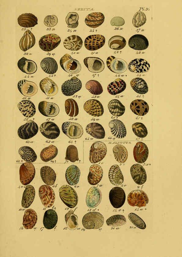 Reproducción/Reproduction 6072687183: Index testaceologicus London,Willis and Sotheran,1856