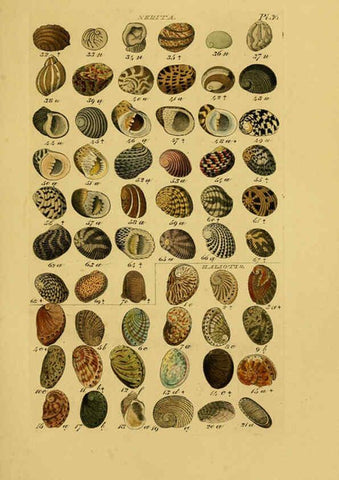 Reproducción/Reproduction 6072687183: Index testaceologicus London,Willis and Sotheran,1856