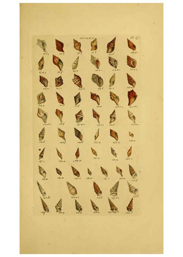 Reproducción/Reproduction 6072684637: Index testaceologicus London,Willis and Sotheran,1856