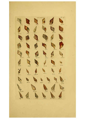 Reproducción/Reproduction 6072684637: Index testaceologicus London,Willis and Sotheran,1856