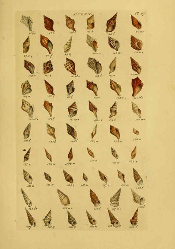 Reproducción/Reproduction 6072684637: Index testaceologicus London,Willis and Sotheran,1856