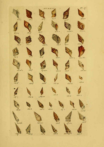 Reproducción/Reproduction 6072684637: Index testaceologicus London,Willis and Sotheran,1856