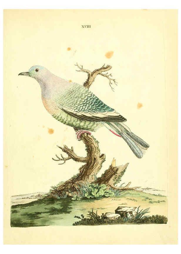Reproducción/Reproduction 6072744283: Nouvelles illustrations de zoologie A Londres :Imprimé pour B. White ...,1776