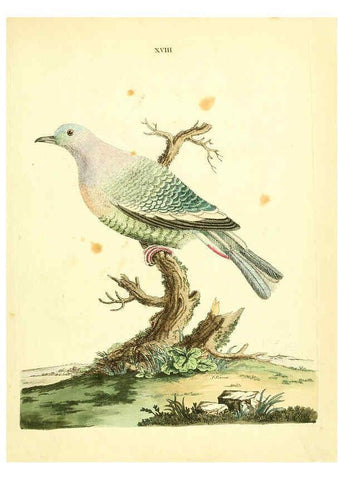 Reproducción/Reproduction 6072744283: Nouvelles illustrations de zoologie A Londres :Imprimé pour B. White ...,1776