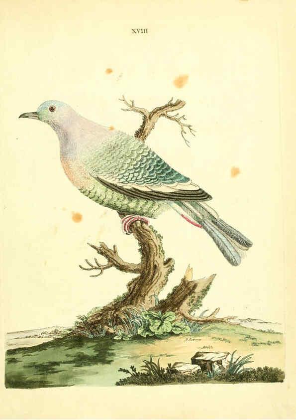 Reproducción/Reproduction 6072744283: Nouvelles illustrations de zoologie A Londres :Imprimé pour B. White ...,1776
