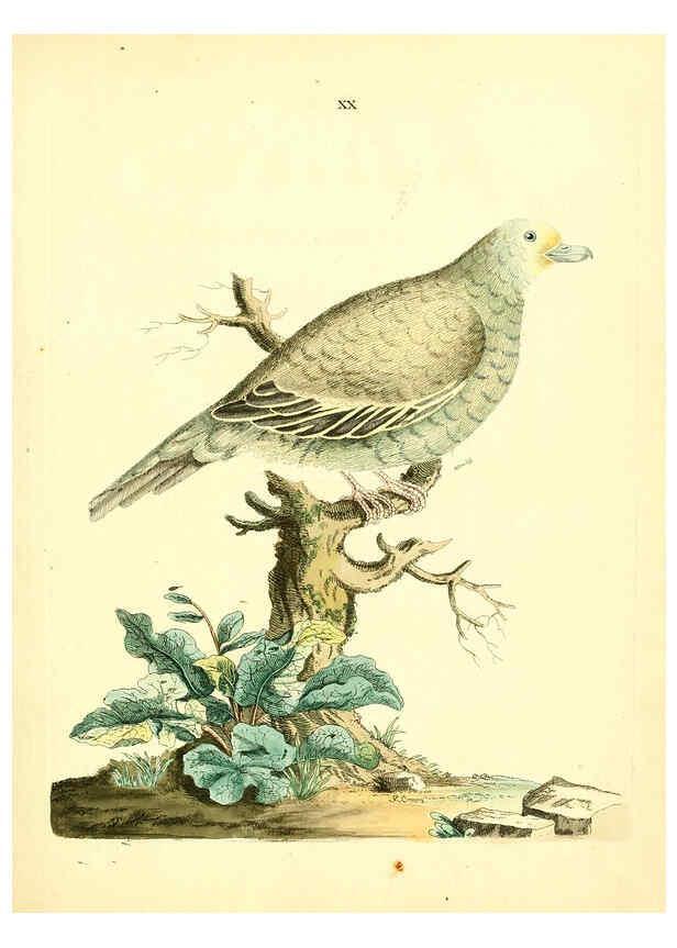 Reproducción/Reproduction 6073286198: Nouvelles illustrations de zoologie A Londres :Imprimé pour B. White ...,1776