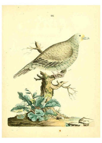 Reproducción/Reproduction 6073286198: Nouvelles illustrations de zoologie A Londres :Imprimé pour B. White ...,1776